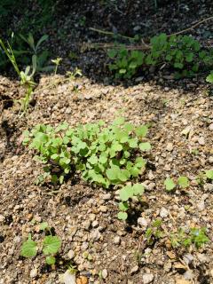 ハーブ ルッコラちゃん!