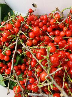 さくらんぼをいただきました!