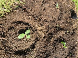 ズッキーニの植え替え♪