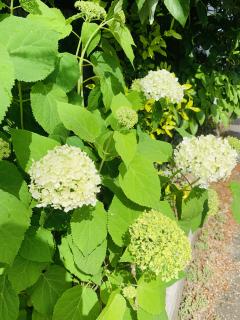 アナベルが少しずつ咲いて来ましたー!