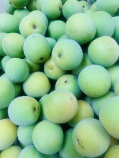 青梅いただきました!