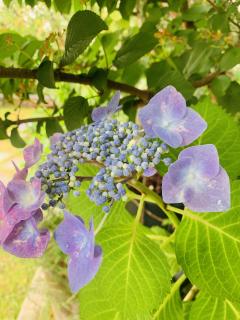 紫陽花が咲き始めております♪