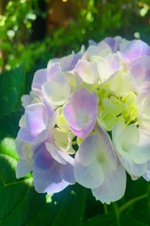 この淡い色が素敵なのよー^_^!