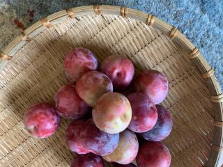 すももをいただきに行ってまいりましたー