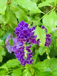 デュランタ宝塚がたくさん咲いて来ました〜