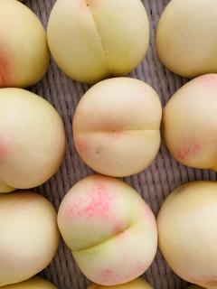 清水白桃〜桃の季節♪