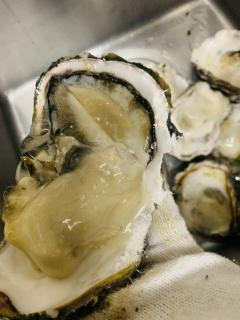 宇和島産岩牡蠣!