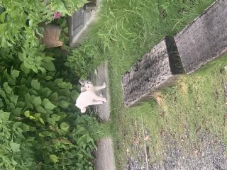 先日の夕方、ちっちゃい仔猫ちゃんが遊びに来てました^_^!