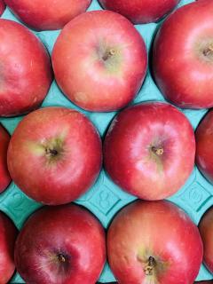 赤いりんご『ジェネバ』が届きました♪