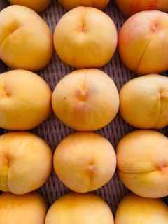 黄金桃がやってきましたので〜