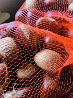 栗がいよいよ〜♪