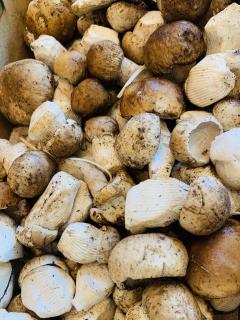 今季初のポルチーニ茸入荷しましたー