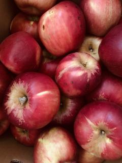 待ってましたー紅玉!!!