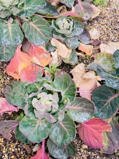 小太り芽キャベツ！