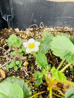 可愛い紅ほっぺの白いお花♪