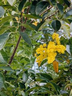 ミモザが少しずつ咲いて来ました〜